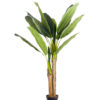 planta-platanera-bananero-con-macetero-135cm-14-hojas